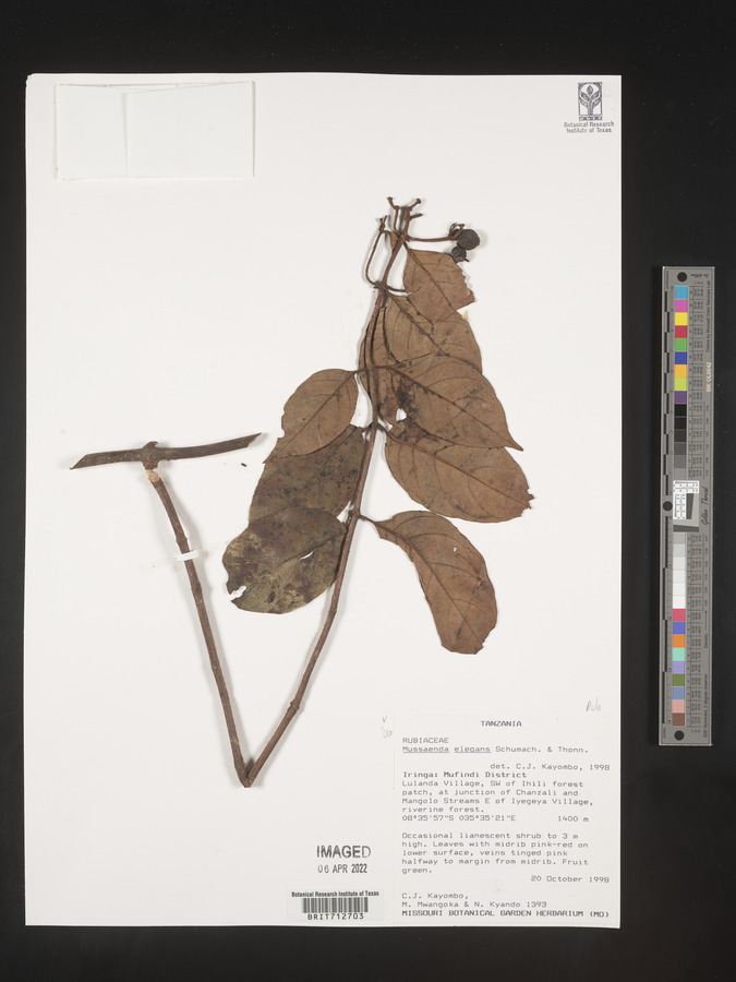 Mussaenda elegans image