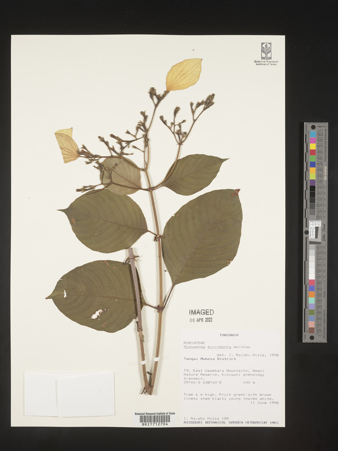 Mussaenda microdonta image