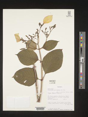 Media resource of Mussaenda microdonta