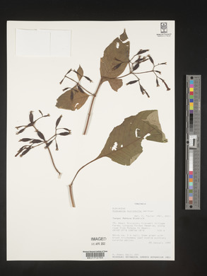Mussaenda microdonta image