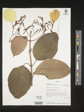 Image Associated With the Occurence