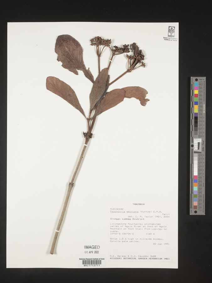 Psychotria eminiana image