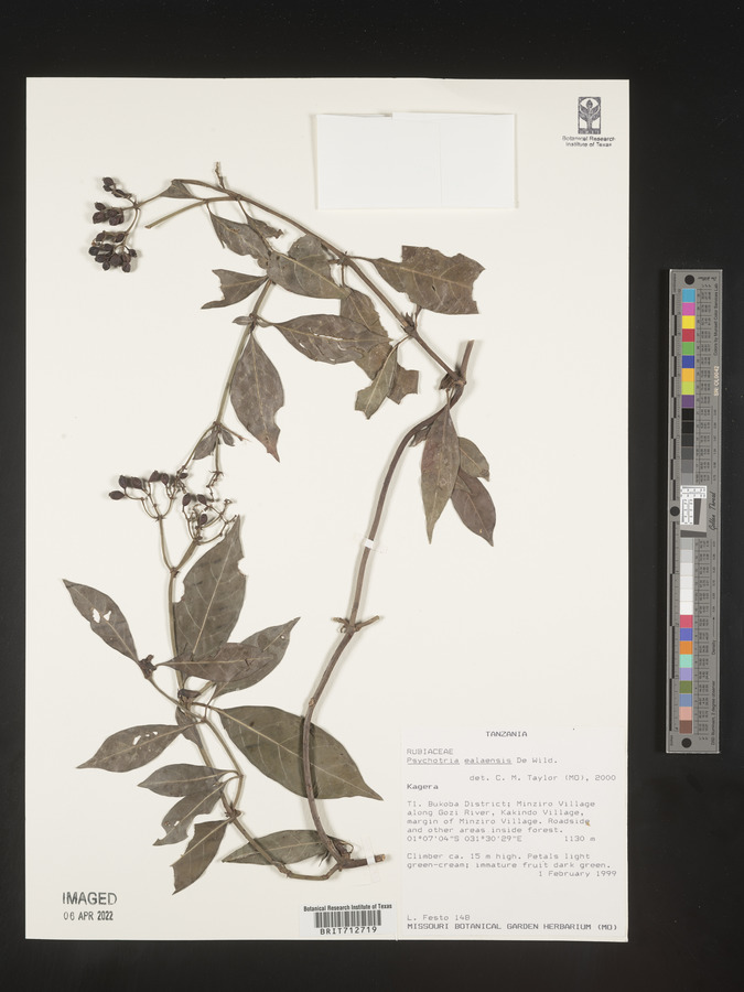 Psychotria ealaensis image