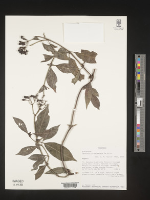 Psychotria ealaensis image
