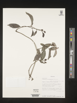 Psychotria ealaensis image