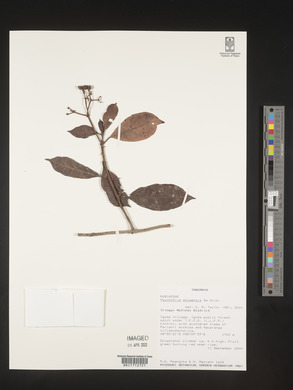 Psychotria ealaensis image
