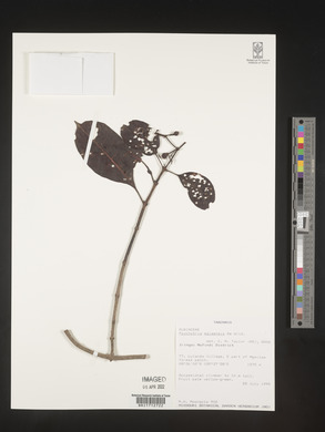 Psychotria ealaensis image