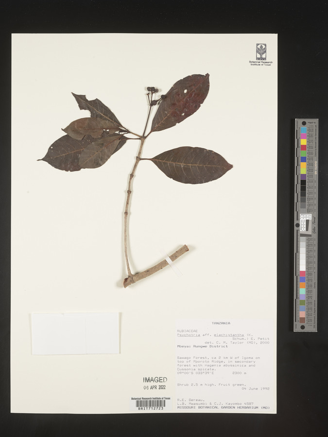 Psychotria elachistantha image