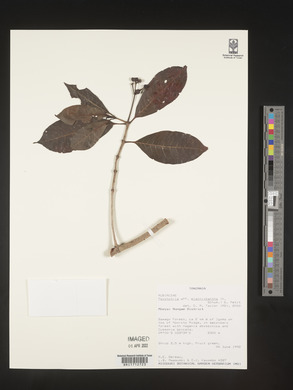 Image Associated With the Occurence