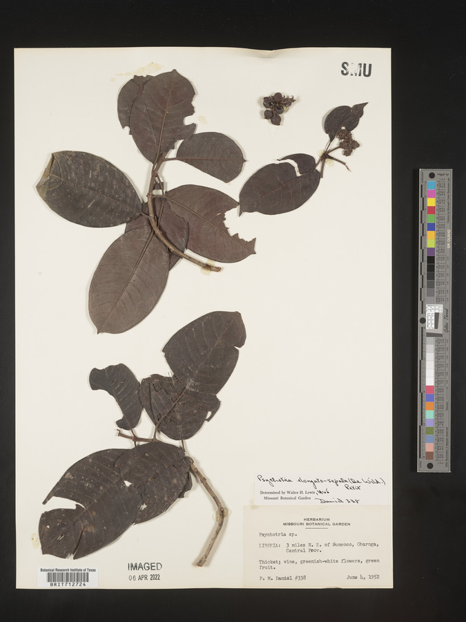 Psychotria brassii image