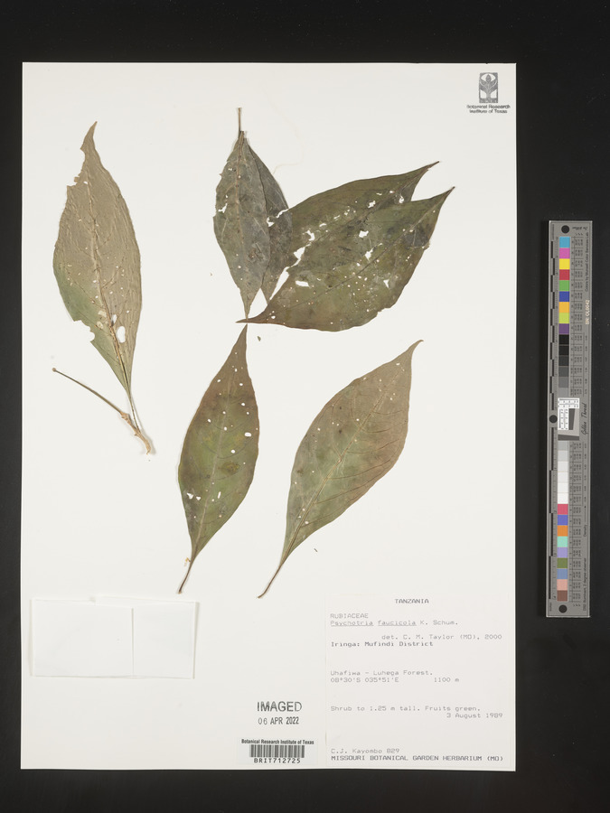 Psychotria faucicola image