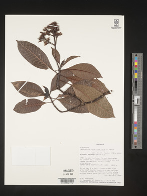 Psychotria fractinervata image