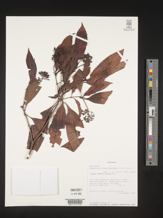 Psychotria fractinervata image