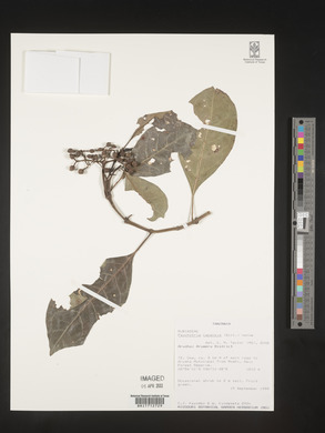 Psychotria capensis image