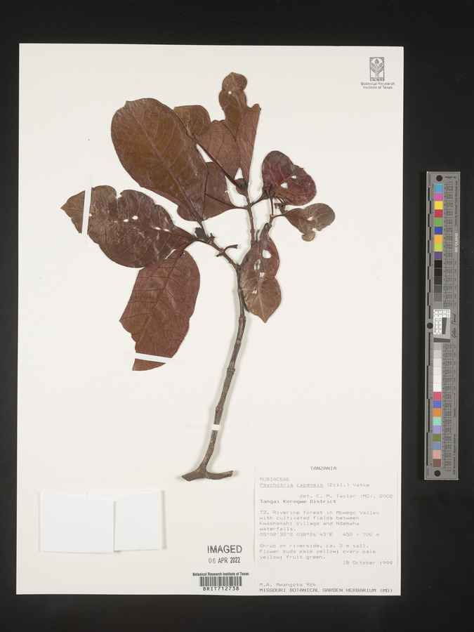 Psychotria capensis image