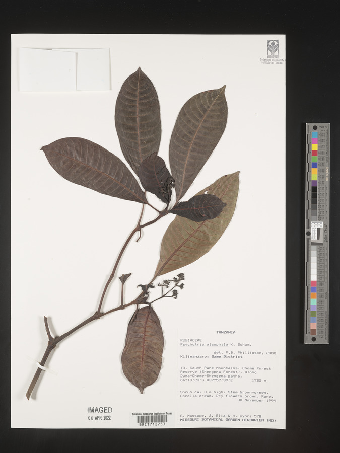 Psychotria alsophila image