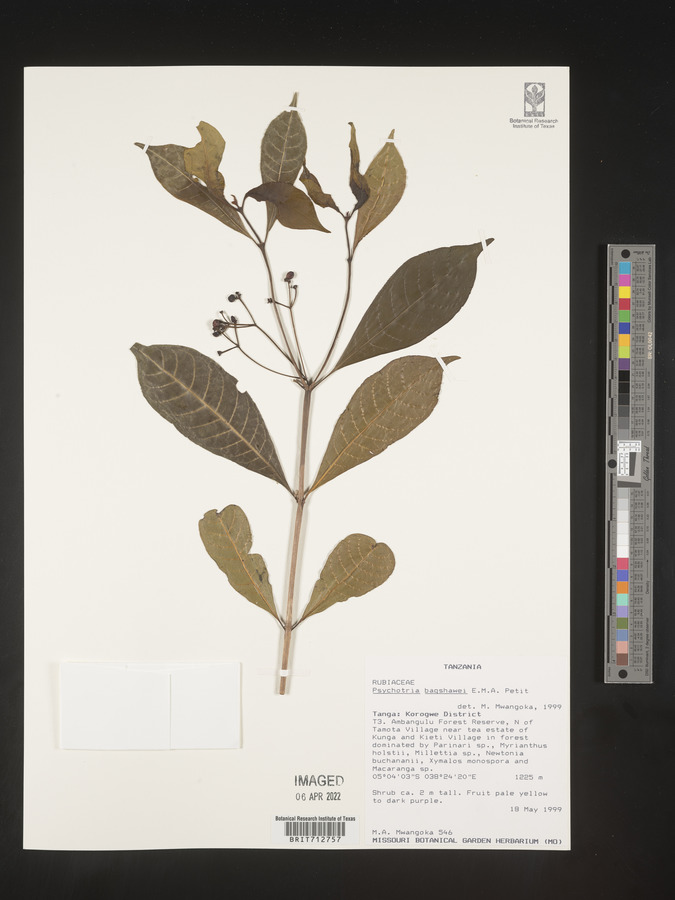 Psychotria bagshawei image
