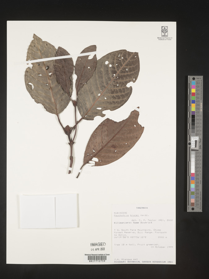 Psychotria brucei image