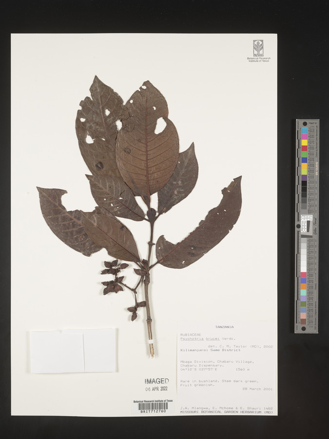 Psychotria brucei image