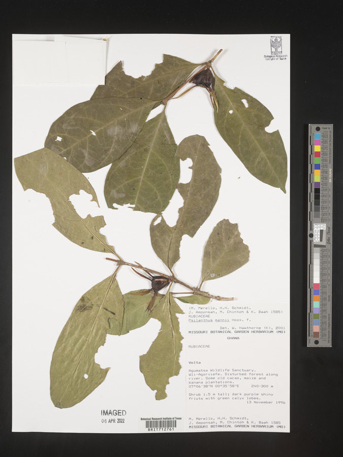 Coffea mannii image