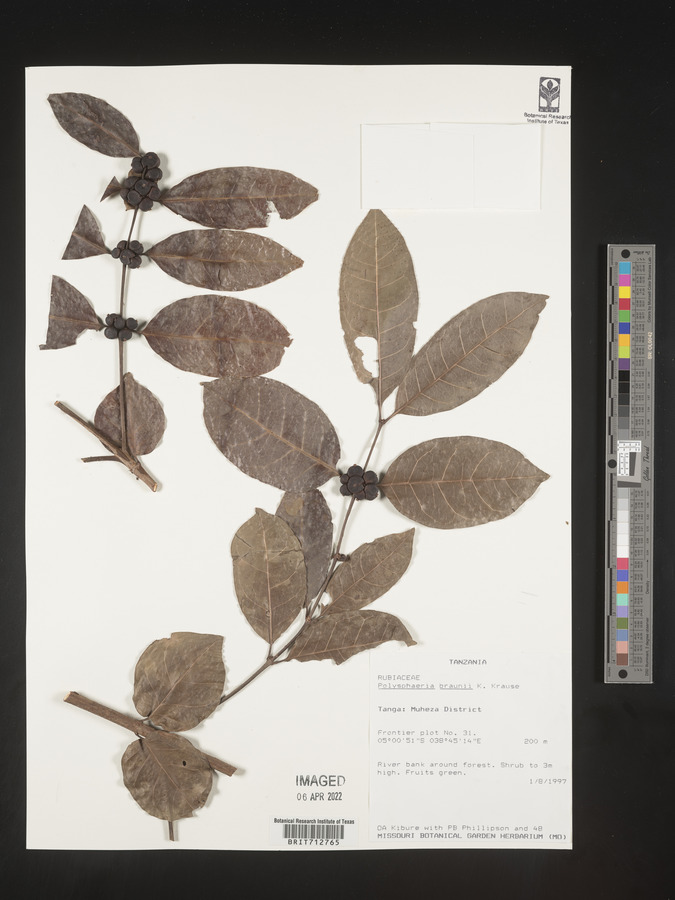 Polysphaeria braunii image