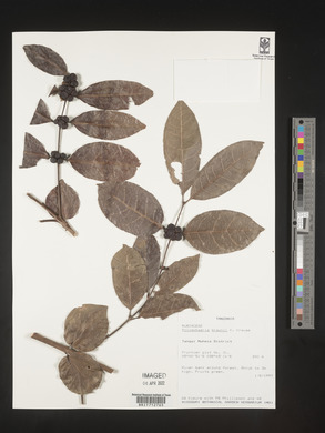 Media resource of Polysphaeria braunii