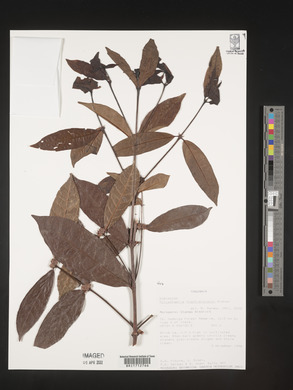 Polysphaeria dischistocalyx image