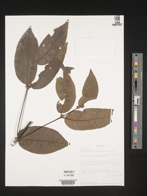 Polysphaeria dischistocalyx image