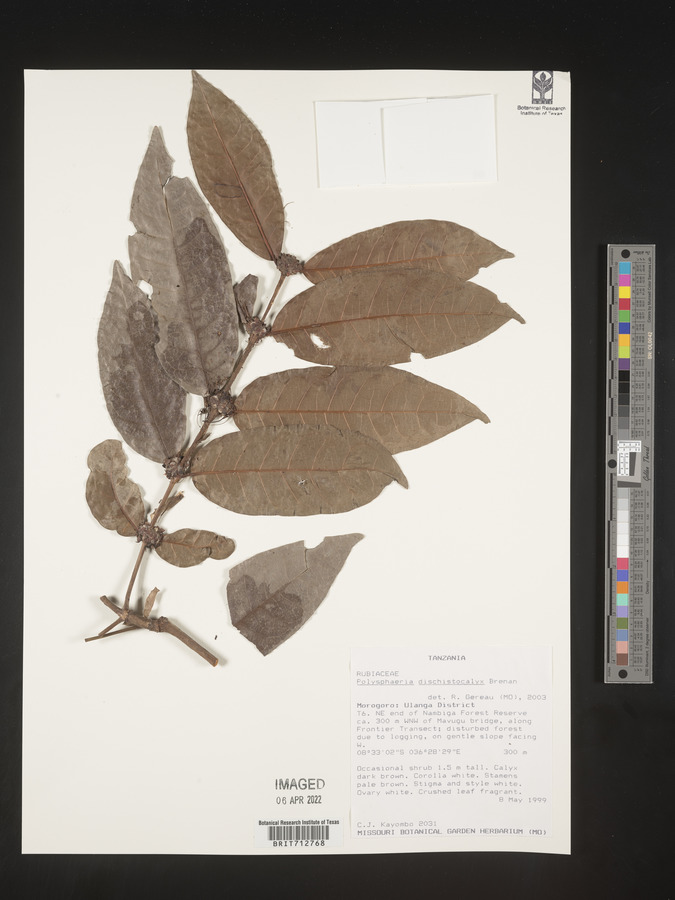 Polysphaeria dischistocalyx image