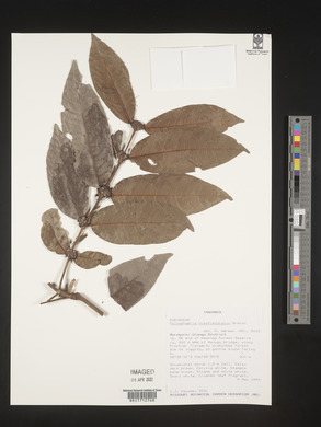 Media resource of Polysphaeria dischistocalyx
