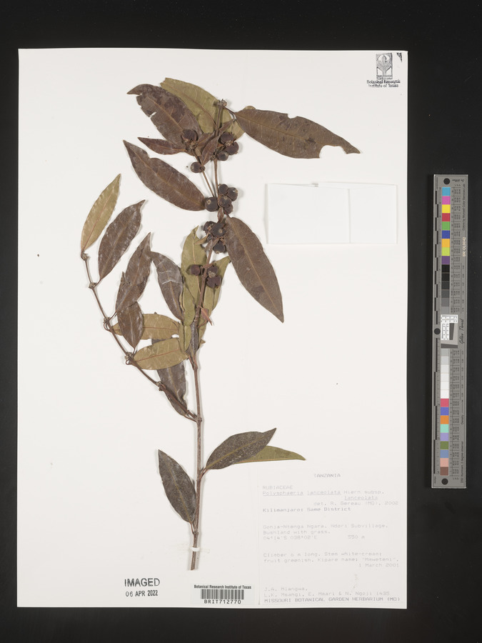 Polysphaeria lanceolata subsp. lanceolata image