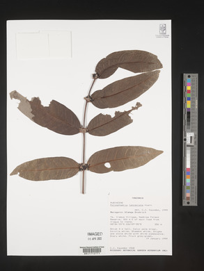 Polysphaeria lanceolata image