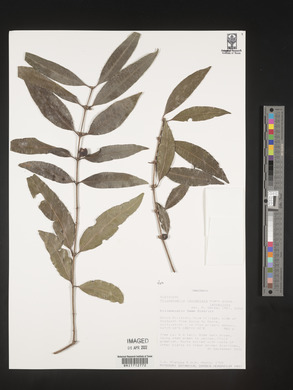 Polysphaeria lanceolata subsp. lanceolata image