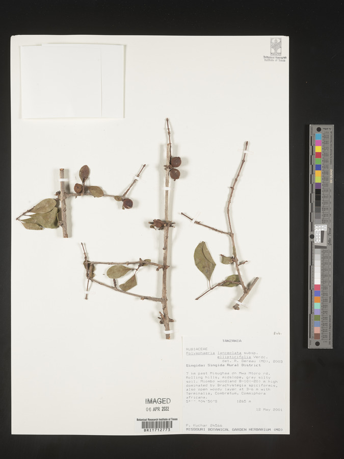 Polysphaeria lanceolata subsp. ellipticifolia image