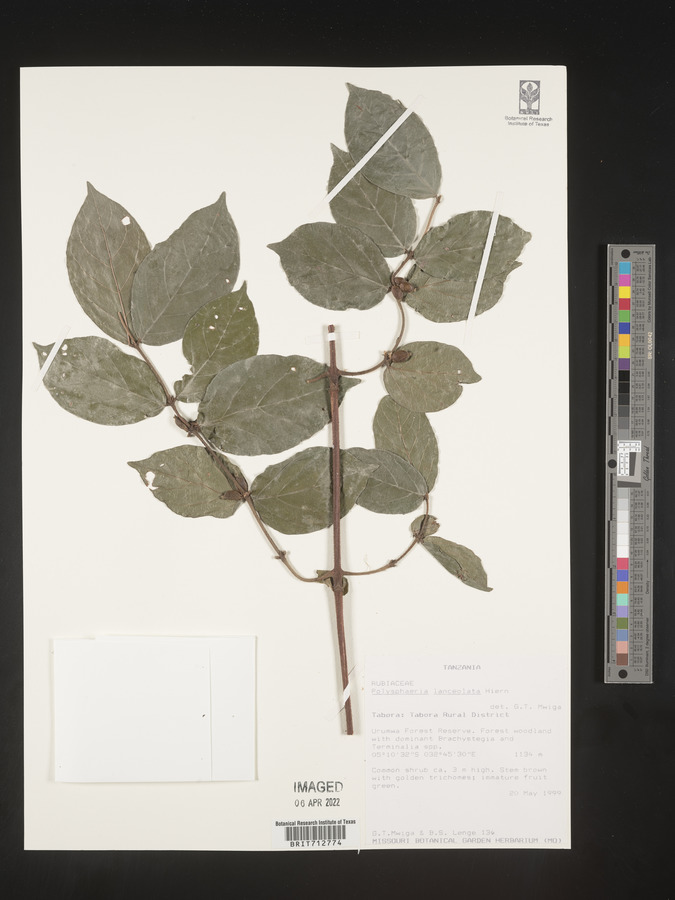 Polysphaeria image