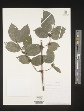 Media resource of Polysphaeria lanceolata