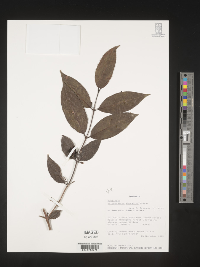 Polysphaeria macrantha image