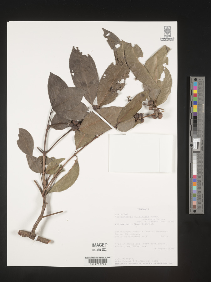 Polysphaeria multiflora subsp. pubescens image