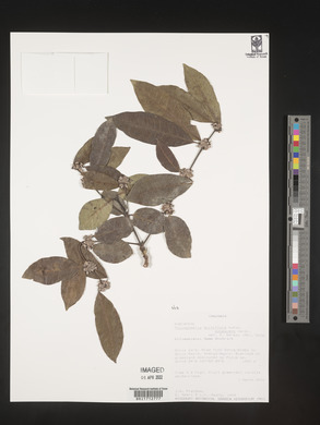 Polysphaeria multiflora subsp. pubescens image