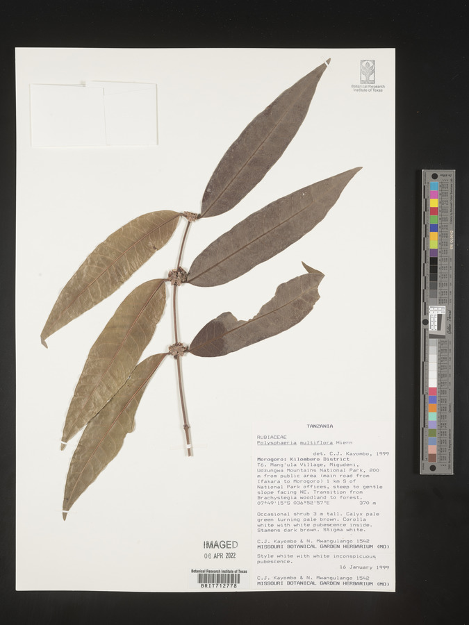 Polysphaeria multiflora image