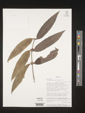 Media resource of Polysphaeria multiflora