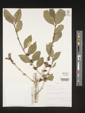 Polysphaeria parvifolia image