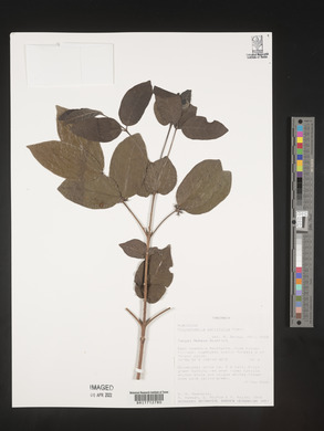Polysphaeria parvifolia image