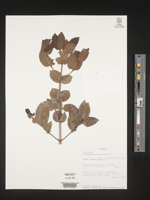 Polysphaeria parvifolia image