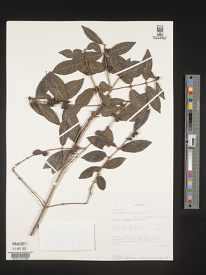Polysphaeria parvifolia image