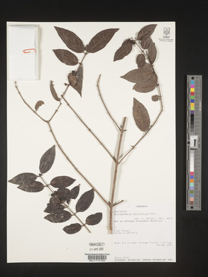 Polysphaeria parvifolia image