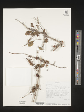 Polysphaeria lanceolata subsp. ellipticifolia image