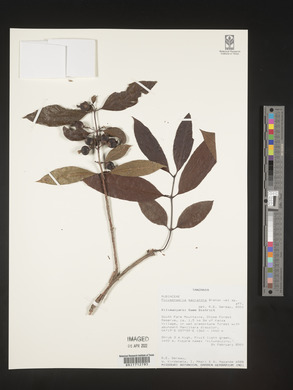Polysphaeria macrantha image