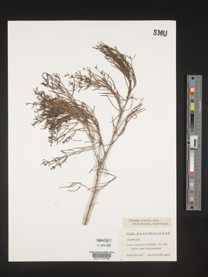 Plocama pendula image