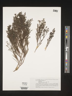 Plocama pendula image